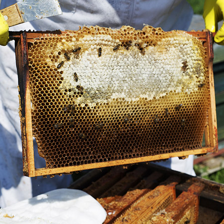 Hive image 1