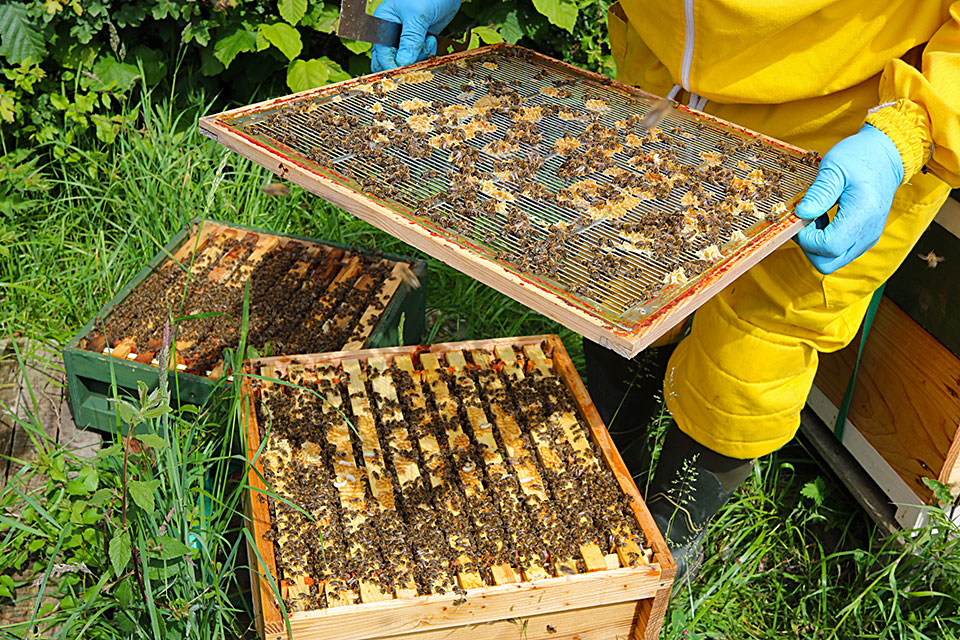 Honey beekeeping on sale