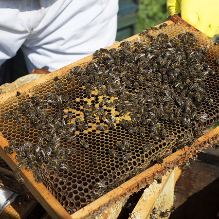 Hive image 2