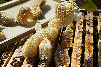 Honeycomb image